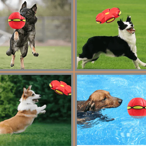 FlexiDisk - Das Spielabenteuer für Hunde